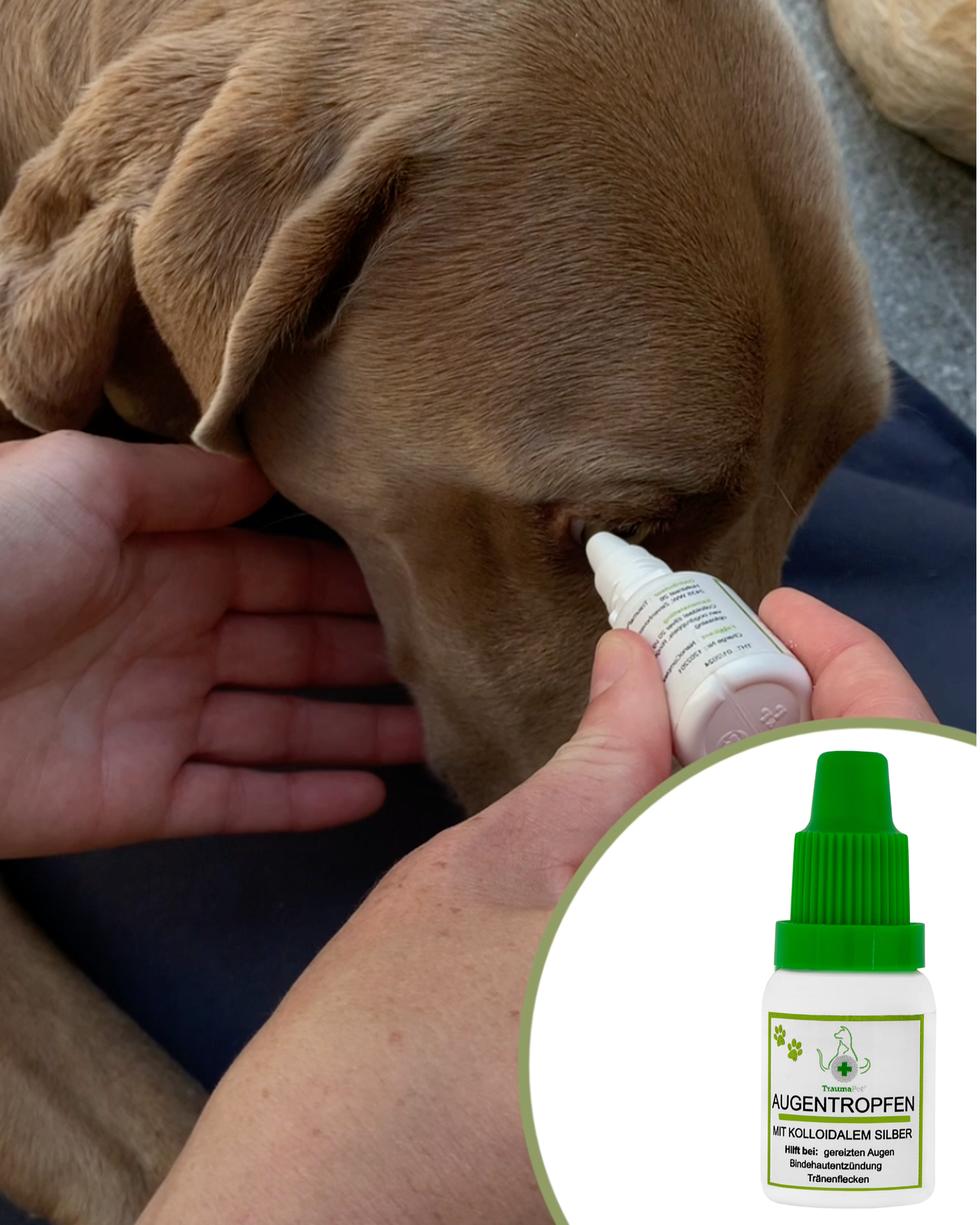 Kolloidale Silber-Augentropfen für Tiere