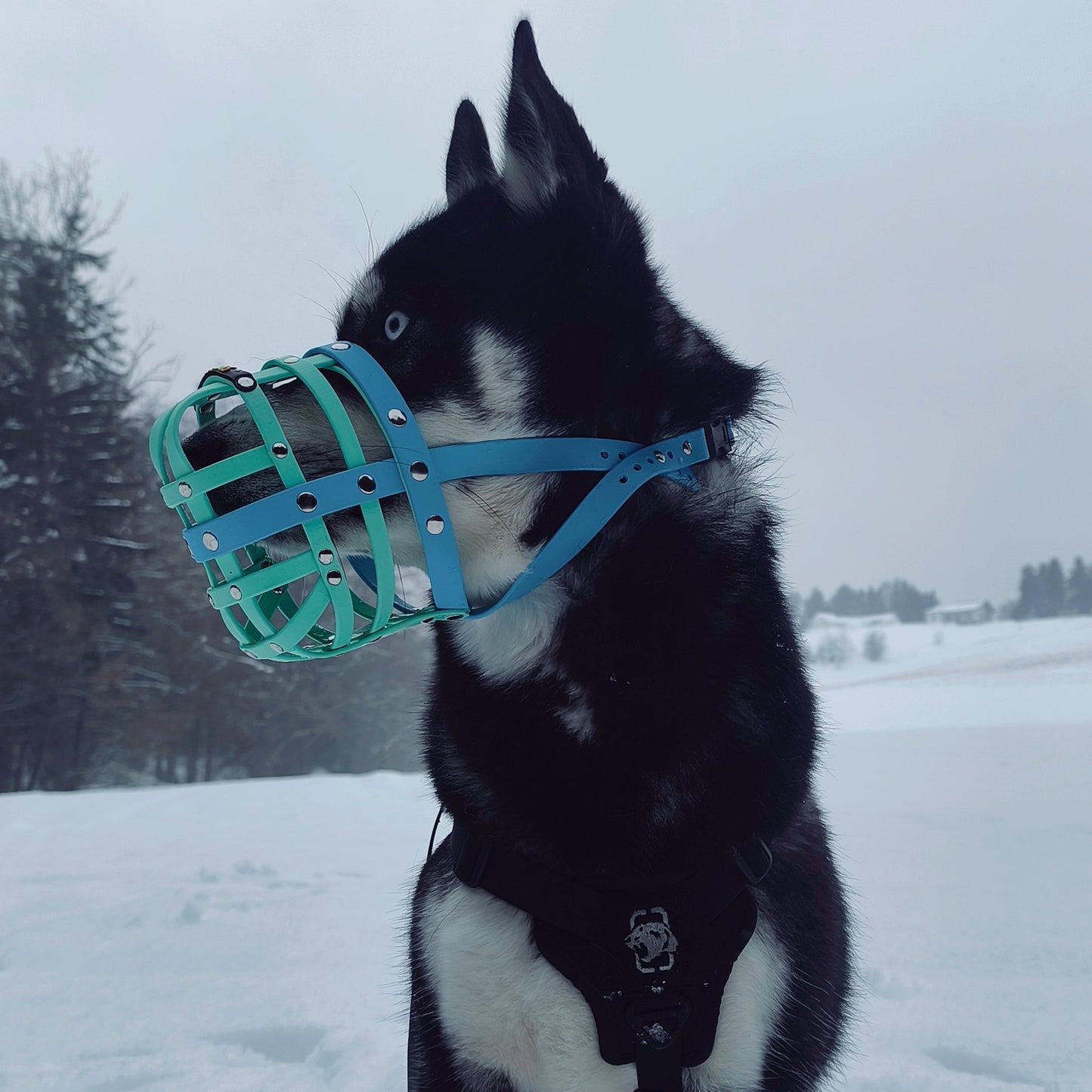 BUMAS Biothane Maulkorb für Siberian Husky