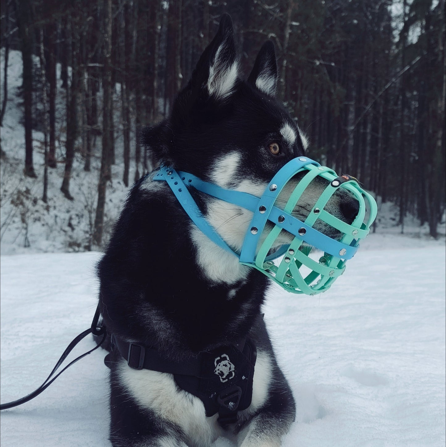 BUMAS Biothane Maulkorb für Siberian Husky