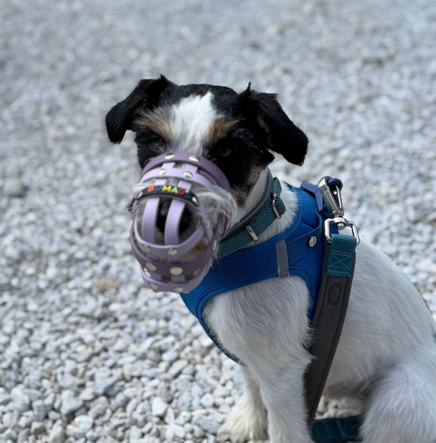 BUMAS Biothane Maulkorb für Jack Russell Terrier